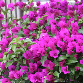 1,158 people have praised the bougainvillea seeds that bloom frequently in all seasons and are authentic brazilian rare varieties of climbing vines with three double petals. angus bougainvillea seeds 20 capsules