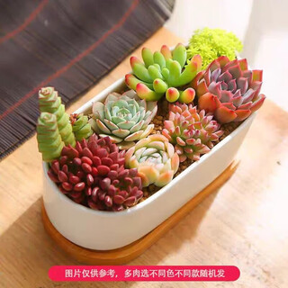 Shade alley paquete de combinación de plantas suculentas planta de interior suculenta oficina computadora de escritorio planta en maceta bueno para alimentar plantas pequeñas en macetas 8 suculentas no repetidas maceta rectangular de borde redondo + soporte