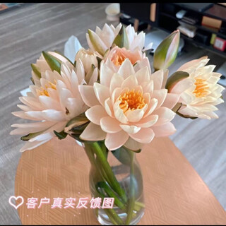 Water lily flowers with buds for office home flower arrangement champagne color water-raised fresh cut flowers fresh yunnan kunming straight hair champagne golden water lily 10 pieces