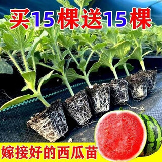 Watermelon seedlings grafted 8424 extra sweet kirin super sweet seedless midu watermelon seedlings potted planting watermelon seedlings 2k buy 5+5 (real harvest 10) + fertilizer