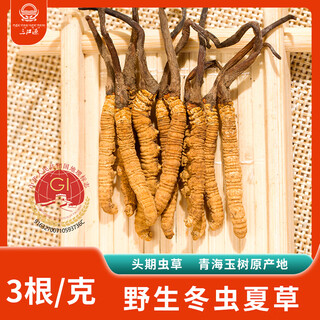 三江源冬虫夏草3根/g 1克3根野生虫草 青海玉树虫草 玉树高海拔虫草