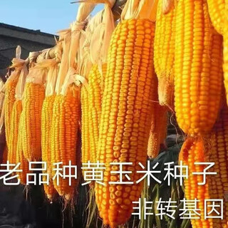 Old corn can be planted. old varieties of corn seeds before liberation. golden queen corn kernel seeds. old corn seeds simple package 20 grains.