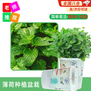 Devodo diy children's fun planting potted set mint seed flower green plant potted vegetable observation planting cup