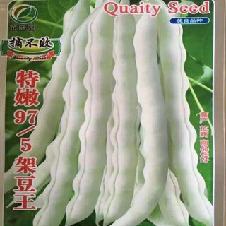 Te nen 97/5 king bean seeds, early maturing french bean vegetable seeds, spring and autumn field picking unbeatable original packaging, te nen 97-5 king bean seeds, premium seeds, 5 packs, about 250 germination rates