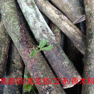 Qingming sacrificial supplies, ghost arrow feathers, wood sticks, ghosts and sorrows, branches, logs, bracelets, beads, handpieces, 1-2cm diameter, 20cm long wood, 3 pieces