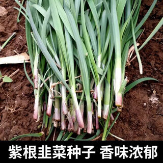 Shop purple-rooted red-rooted broad-leaved single-rooted red leek seeds with large leaves and heat-resistant and cold-resistant white leek seeds. root red leek seeds dhr66*heat-resistant and cold-resistant#-about 1000 capsules