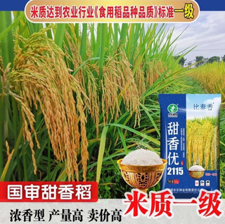New species tianxiangyou 2115 zhuangxiangyou 1205 hybrid high-yield rice seed strong aroma type first-grade rice long-grain fragrant rice new date new species tianxiangyou 2115 original x1 bag total 1jin jin equals 0.5kg