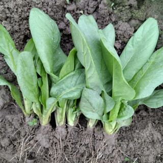 Guangdong vegetable seedlings, authentic sweet wheat, gaozhou sweet wheat vegetables, fresh vegetables, living balcony seedlings, now shipped, round-leaf four seasons, 20 round-leaf sweet wheat vegetable seedlings