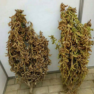 Early soybean seeds, self-sown soybean seeds, high yield, early maturing bean sprouts, 10 jin, jin is equal to 0.5 kg, large bean seeds, edamame, soybean seeds, original unpacking, 2 jin, jin is equal to 0.5 kg
