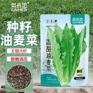 Vegetable field, lettuce seed seedlings, easy to grow fast-growing green vegetable seeds in all seasons, sweet lettuce seeds 2000 capsules