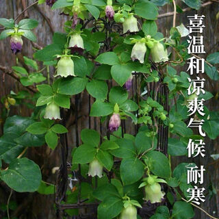 China's hometown codonopsis codonopsis seedlings rooted garden potted climbing plant seedlings easy to live in four seasons 3 middle-aged seedlings that bloom in the year