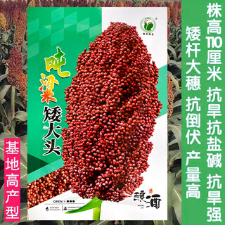 Dwarf wine glutinous sorghum king super-ton iron dwarf big-head red sorghum seed dwarf bird-resistant brewing type high-yield sorghum ton-beam short big-head sorghum 50 grams