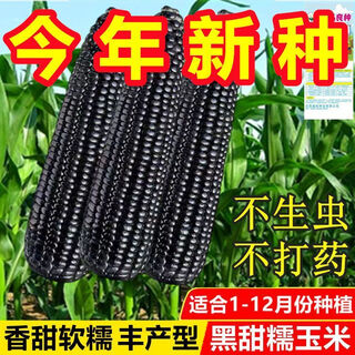 Planted all year round. authentic black sweet waxy corn seeds. planted black corn seeds all year round. black sweet waxy corn seeds. black sweet waxy corn seeds. only new seeds sold. 5 packs, about 250 grains.