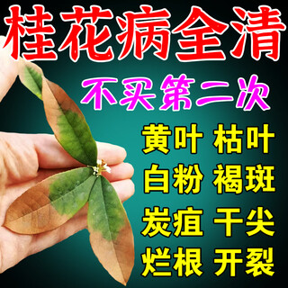 Osmanthus leaf blight yellow leaves scorched leaves osmanthus tree special fertilizer nutrient solution dry tip leaf spot disease fungicidal medicine 1 bottle 400ml with nozzle