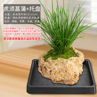 Stone flowerpot absorbent stone water stone original stone natural flowerpot with asparagus bamboo and calamus succulent plant micro landscape pot 13-17cm stone pot + tiger beard calamus package 2