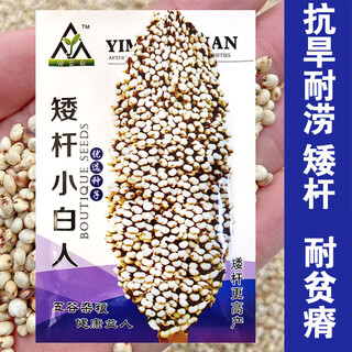 Qiuying edible dwarf sorghum seeds, white waxy sorghum seeds, kyoto small white sorghum, high yield and disease resistance, field planting and wine making, dwarf small white sorghum 100g, eating rice, sorghum