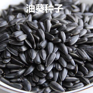Shop: dwarf sunflower seeds are sown in spring and summer. the sunflower yield is higher and the oil rate is higher. it can be used for sprout cultivation. oil sunflower seeds. selected 2 packs. about 700 seeds.