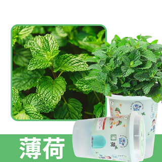 Dewoduo xiaohetong diy children's fun planting potted plant set mint seed flower green plant potted plant observation planting cup