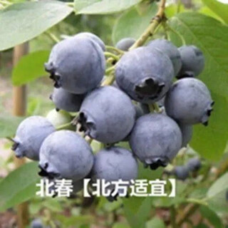 Strawberry seeds, blueberry seeds, blueberry saplings, raspberry seeds, seedlings, potted blue plum trees, fruit trees, beichun 300 capsules (blueberry)