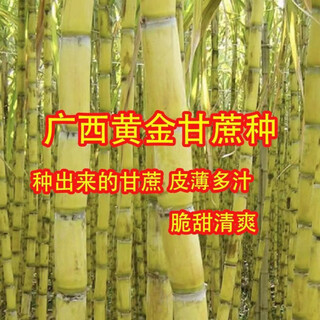 Guangxi golden fruit sugarcane, yellow-skinned sugarcane seedlings, crispy, sweet, green-skinned sugarcane tails, fresh thin skin, 10 yellow-skinned sugarcane tails/3-5 spores each
