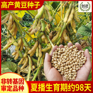 Early soybean seeds, self-sown soybean seeds, high yield, special early maturing bean sprouts, 10 jin jin is equal to 0.5 kg, large bean seeds, edamame, soybean seeds original unpacking, 1 jin jin is equal to 0.5 kg
