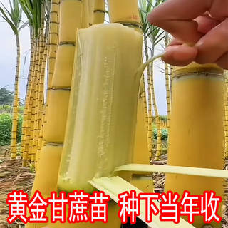 The new hand-peeled thin-skinned green-skinned sugarcane seedlings golden sugarcane seedlings are harvested that year, and the sugarcane seeds are less than 0.3cm. the golden sugarcane seeds are 10 buds, virus-free and high-yielding.