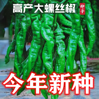 Four seasons planting extra large spicy pepper thin-skinned spicy chili seeds hangzhou pepper garden potted seasonal vegetables spicy big fruit spicy pepper seeds new species selected 205 7wq