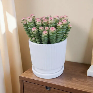 Qian chuan chuan 1 pot of succulent plant qian chuan chuan