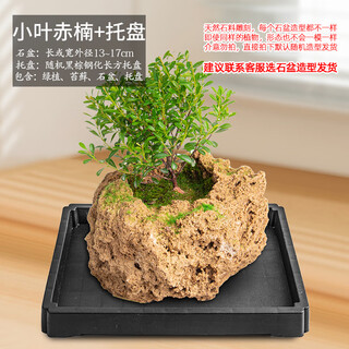 Stone flowerpot absorbs water, water-stained stone, original stone, natural flowerpot with asparagus, bamboo, calamus, succulents, micro-landscape pot, 13-17cm stone pot + small leaf red phoebe, package 2