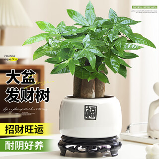 Hua weng attracts wealth and good luck bonsai green plant potted plant a-grade large pot three-pole money tree (baifu pot + base) straight from the source