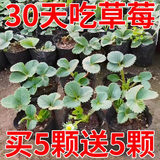 Qizhe strawberry seedlings, cream red strawberry seedlings, four-season greenhouse planting of sweet treasure strawberry seedlings, bare roots, new seedlings, strawberry seeds, 100 capsules