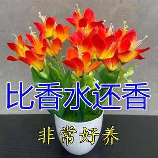 Ten miles of fragrance lazy new product fragrance jade bulb flower potted flowers all seasons blooming large flower collection cold-resistant new variety flame color cold-resistant and drought-resistant selection of 8 pieces blooms in 30 days + fertilizer