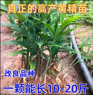 Polygonatum vulgaris planting seedlings, polygonatum vulgaris seeds, fresh chicken heads, polygonatum vulgaris seedlings, tiger ginger seedlings, nourishing medicinal materials, golden seedlings, buds, polygonatum vulgaris seed blocks 1 jin jin is equal to 0.5 kg