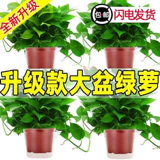 Pothos potted indoor plants for new homes, formaldehyde removal, air purification, hydroponic green plant flowers, long vines, pothos 120# original pots, automatic water absorption, 4 pots + 2 bags of fertilizer