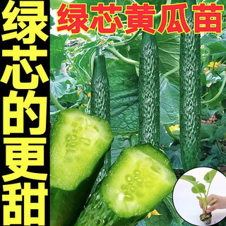 Cucumber seedlings, dutch fruit cucumber seedlings, cucumber seedlings, high-yielding dense cucumbers, four-season balcony potted vegetable seedlings, 6 green heart cucumber seedlings