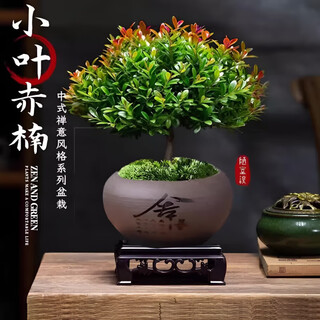 Jingyouyu golden nanmu small-leaf red phoebe bonsai old pile potted seedlings flower office desktop small green plants good for all seasons small-leaf red phoebe + shede ceramic round pot + square base + moss + fertilizer, tray not included