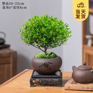 When the fruit is blooming, small-leaf red nanmu bonsai chinese zen plant, golden nanmu bonsai, old pile green plant on the desk in the office, willing purple sand pot + moss + base