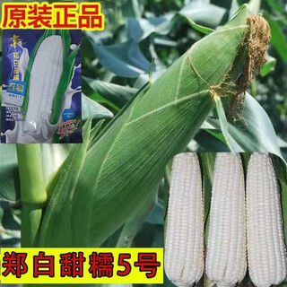 Zhengbai tiannuo no. 5 waxy corn seed high-yielding non-gmo corn seed fruit corn seed big stick original 100g bag