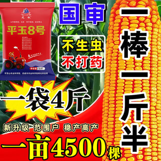 Dual-national approval of high-yielding short-stemmed big-stick corn seeds pingyu no. 8 disease-resistant, drought-resistant and high-temperature spring and summer sowing corn seeds original 1jin jin equals 0.5 kg packed pingyu no. 8