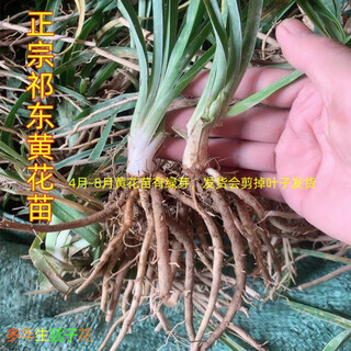 Easy to grow authentic edible day lily root seedlings 1000 roots four seasons spring and autumn field garden potted perennial seedlings 12 easy to grow