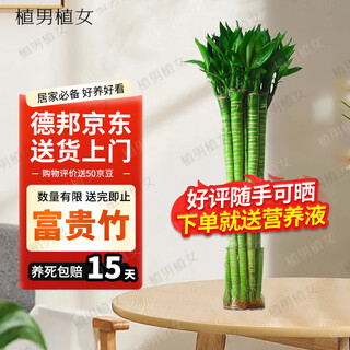 植男植女文昌竹/龙竹富贵竹水培带根植物绿植室内好养盆栽5/60cm源头直发 