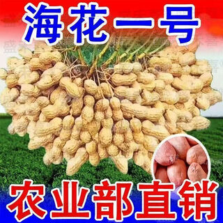 Peanut seeds academy of agricultural sciences seed shelled original seed thin-skinned farmer sun-dried red-skinned raw peanuts purity first generation haihua no. 1 net weight shipped 3jin jin is equal to 0.5 kg