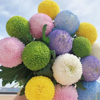 Whispering ping pong chrysanthemum flowers yunnan base direct wholesale home office water-raised fresh flower arrangements nationwide express delivery random single color ping pong chrysanthemum 5 branches