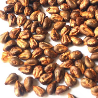 Mountain grape seed seedlings northeast mountain wild fruit garden potted north and south seasons easy-to-live beida seedlings wine making raw materials 200 seeds 20-30 cm