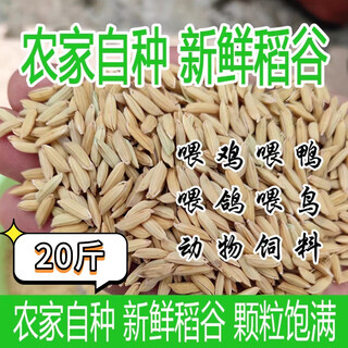 100 jin jin is equal to 0.5 kilogram. northeast rice chicken feed is fed to chickens. rice with husk, rice with skin is fed to chickens, ducks and goose feed. 5 jin jin is equal to 0.5 kilogram. 20 jin jin is equal to 0.5 kilogram. northeast high-quality seasonal rice has full grains and no empty shells.