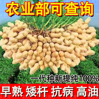 Peanut seeds academy of agricultural sciences shelled huayu no. 25 peanut seeds new variety self-seeding thin-shell peanut seeds can be saved 100% original peanuts 3jin jin equals 0.5 kg 1500g