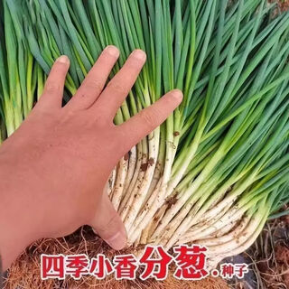 Divide onion seeds into four seasons, chive seeds, strong flavor, fast-growing chives, heat-resistant and cold-resistant potted garden chive seeds, selected grains, 2 packs, about 2000 grains