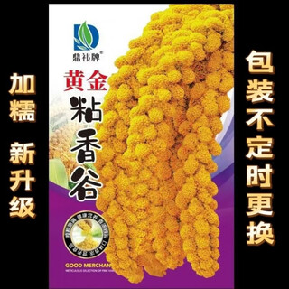 Pure glutinous millet seeds, authentic yellow millet seeds, sticky and glutinous, double early-maturing, bird-resistant, lodging-resistant, can be made into glutinous rice cakes, yellow golden/soft waxy/drought resistant, 50g per pack