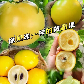 New variety of jelly winter honey topaz fruit seeds fresh milk fruit golden large fruit seeds garden potted topaz fruit seeds original pack of about 80 seeds