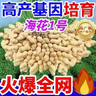 Haihua no. 1 authentic super large fruit peanut seeds original thin-shell disease-resistant large-grained academy of agricultural sciences peanut seeds can be planted nationwide authentic shandong haihua no. 1 * academy of agricultural sciences seeds * 5 jin jin equals 0.5 kg haihua no. 1
